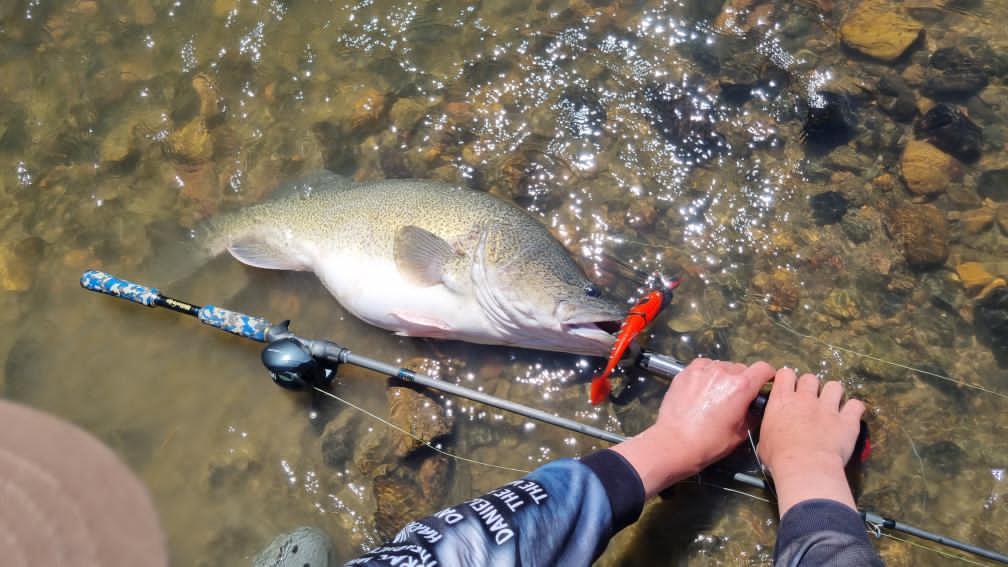 Primal Twin Arm / Mikado JAWS MCT Pike Tail 18cm Red Tiger